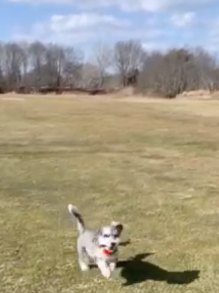 A dog running in a field