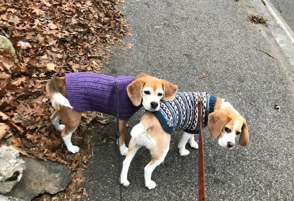 Two dogs wearing sweaters on a walk.